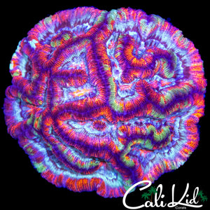 RAINBOW WILSONI COLONY