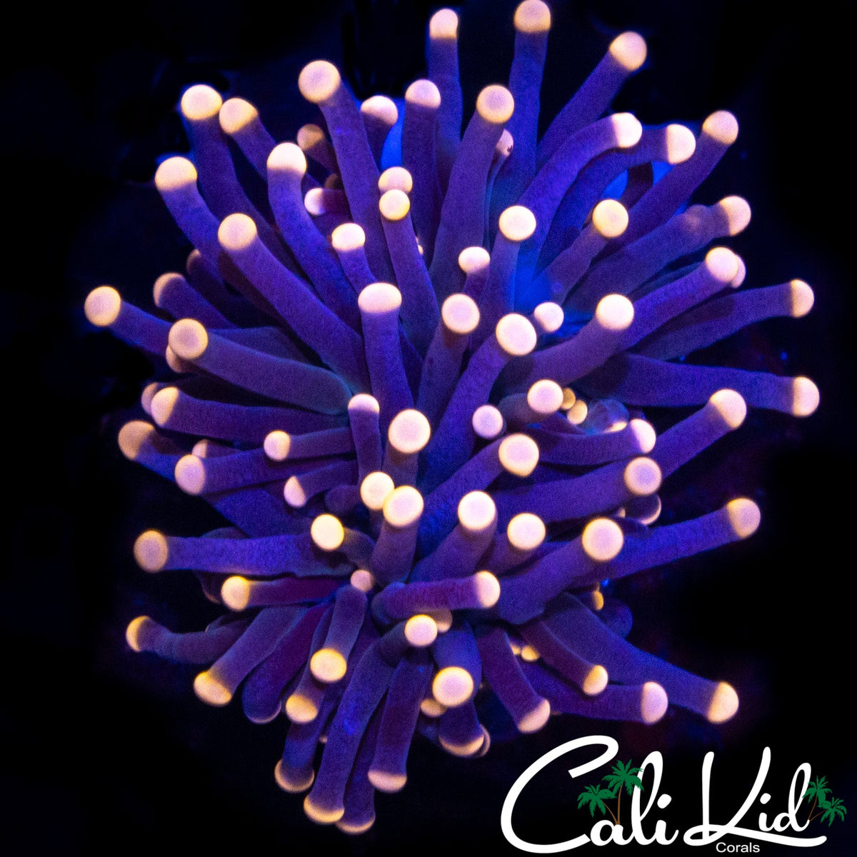 ULTRA PINK TIP TORCH