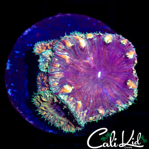 CK UNRELEASED BLASTO MINI COLONY