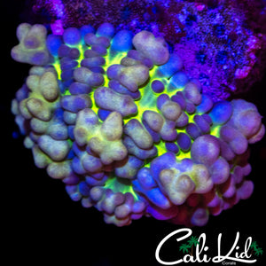 MYSTERY BUBBLE MUSHROOM