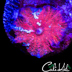 WHITE BUBBLE DISCO SHROOM
