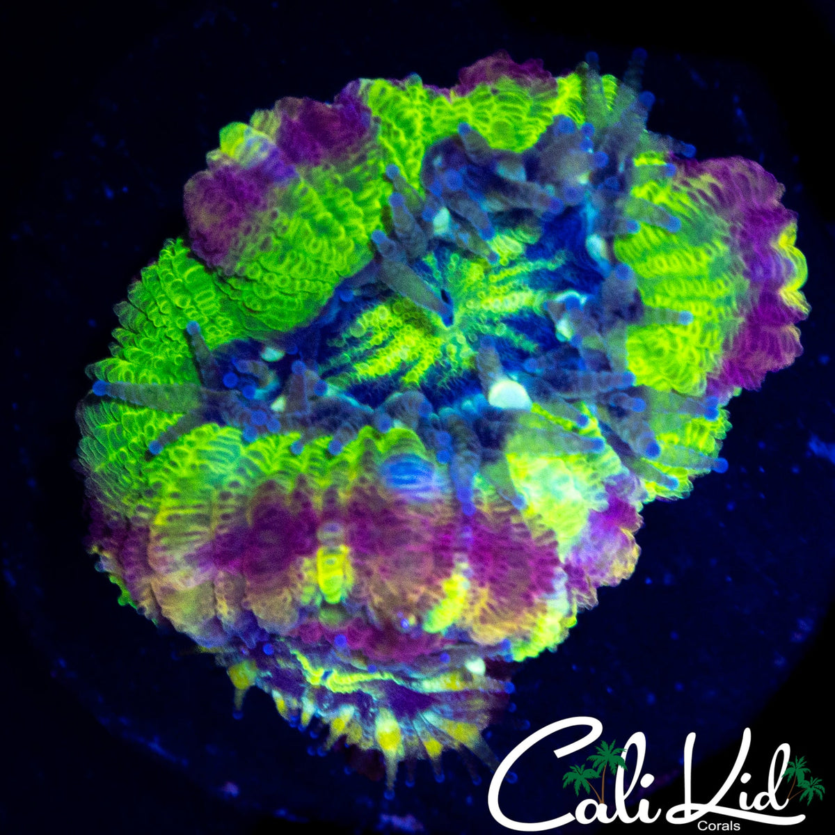 BIG HEAD RAINBOW ASIAN ACAN DOUBLE