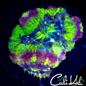 BIG HEAD RAINBOW ASIAN ACAN DOUBLE