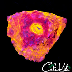 FLAMETHOWER CHALICE FRAG