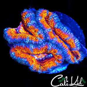 RAINBOW ACAN LORD TRIPLE