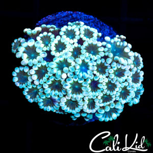 BI COLOR ALVEOPORA