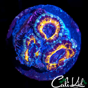 CK BLACK PANTHER ACAN TRIPLE