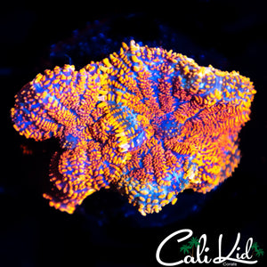 RAINBOW RHODACTIS DOUBLE