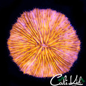 SUNBURST FUNGIA