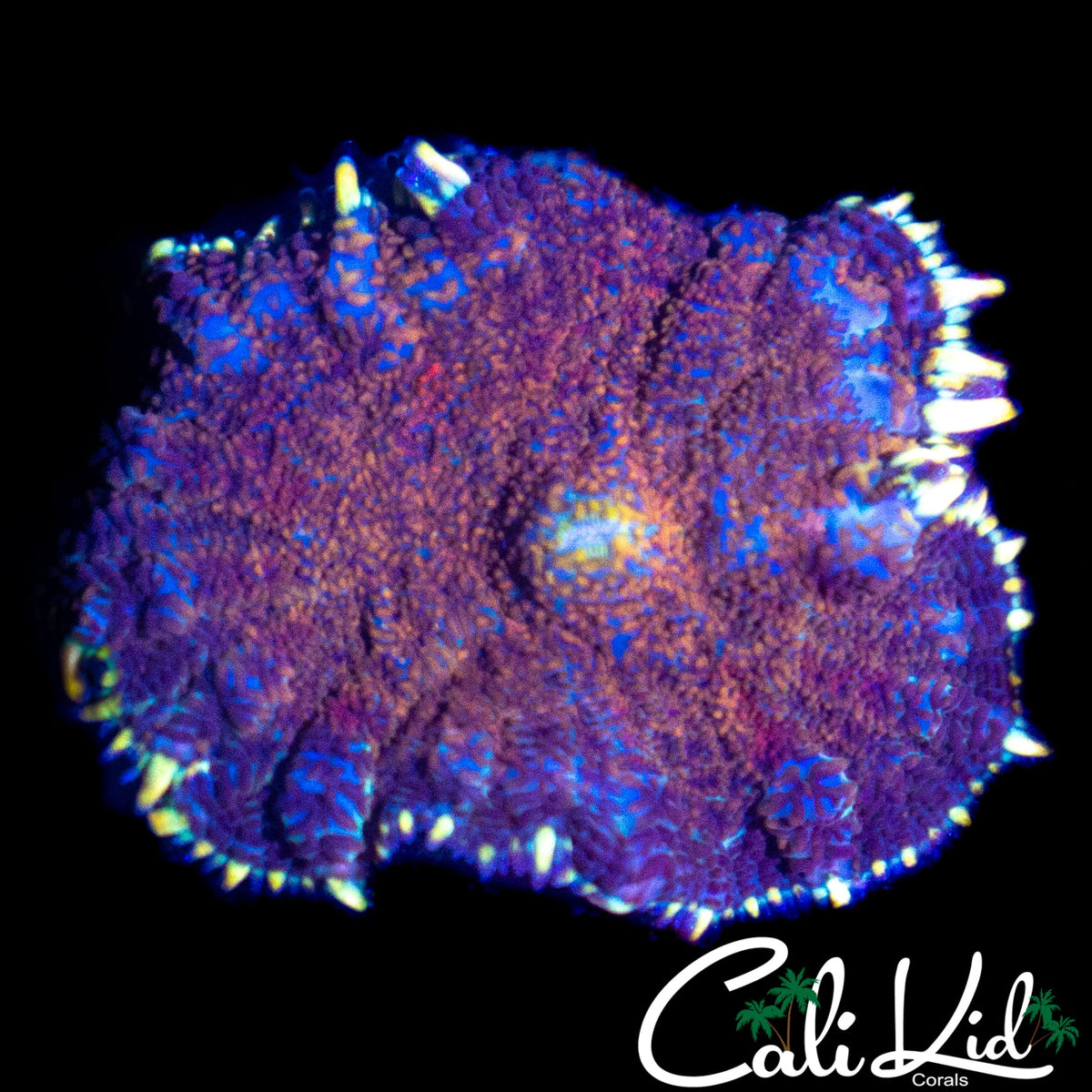 GOLD RIM RHODACTIS