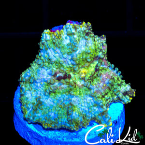 TRI COLOR WART MUSHROOM