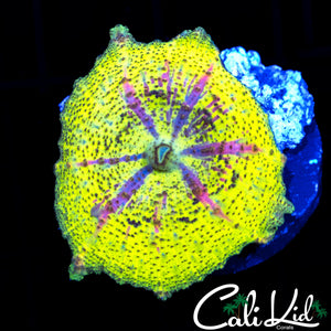 RARE YELLOW EGLECTA MUSHROOM