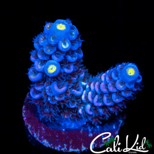 FLUFFY RAINBOW TENIUS