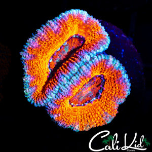 SILVER BULLET ACAN DOUBLE