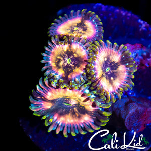 POWER PUNCH ZOA QUAD