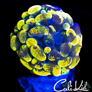 TRUE YELLOW SPLATTER BRANCHING HAMMER