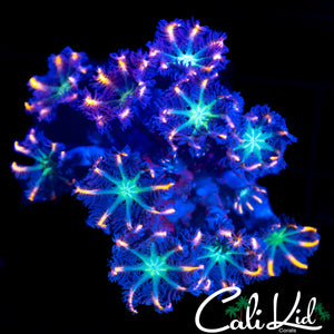 RAINBOW CLOVE POLYPS