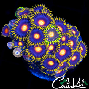 ASSORTED ZOA MINI COLONY