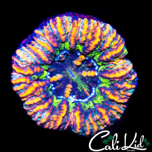 RAINBOW BUTTON SCOLY