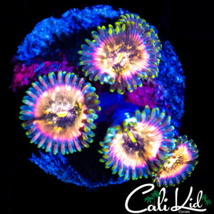 POWER PUNCH ZOA QUAD