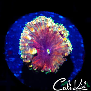 BEAUTIFUL INDO RAINBOW BLASTO