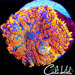 CHUNKY RAINBOW RHODACTIS