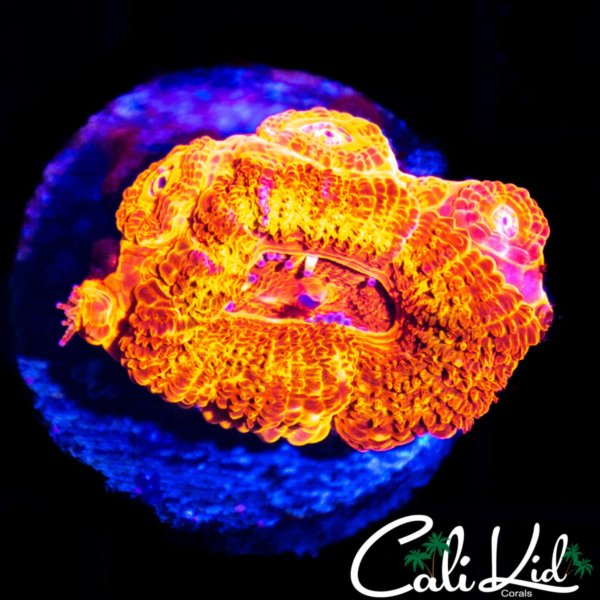 FLAMETHROWER ACAN W/ BABIES