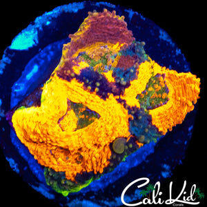 XTREME RAINBOW ECHINATA