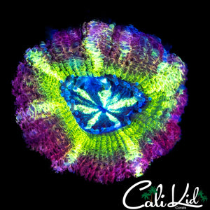 BIG HEAD RAINBOW ASIAN ACAN