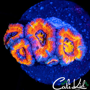 ULTRA RAINBOW ACAN QUAD