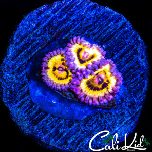 STRATOCASTER TYPE TRIPLE