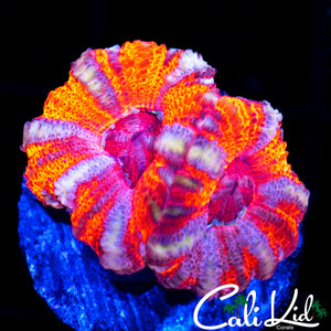 WHITE STRIPE ACAN DOUBLE