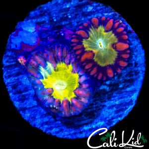INDO RAINBOW BLASTO DOUBLE