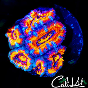 ULTIMATE RAINBOW ACAN MINI COLONY