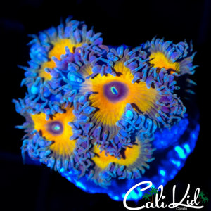 RAINBOW PROTO PALY MINI COLONY