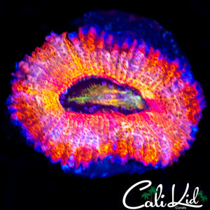 RAINBOW ACAN LORD