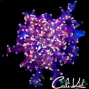 PINK BRANCHING FROGSPAWN