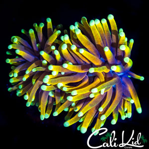 CK JUICY FRUIT TORCH