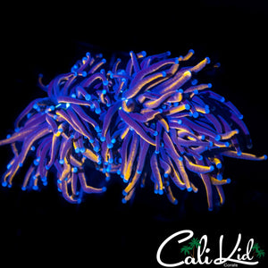 AQUACULTURED LARGE INDO GOLD TORCH