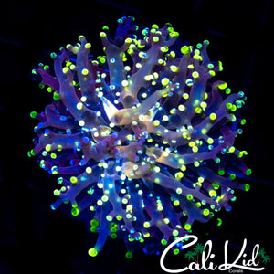 BI COLOR BRANCHING FROGSPAWN