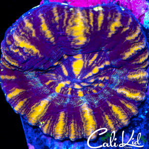 ORANGE SPLICE SCOLY
