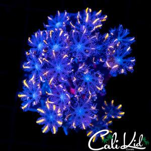RAINBOW CLOVE POLYPS
