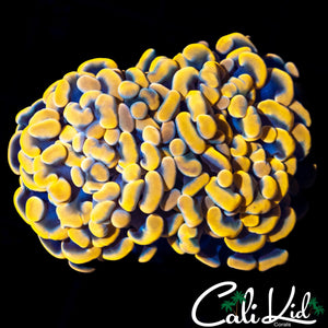 STUNNING GOLDEN BRANCHING HAMMER