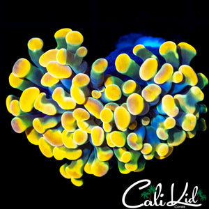 CK TRIXX HAMMER