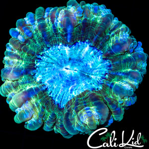 RAINBOW RIM CYNARINA