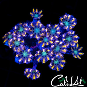 EXTREME RAINBOW CLOVE POLYPS
