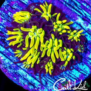 BLUE ANGEL GALAXIA