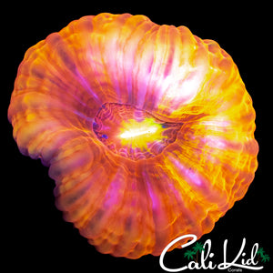 RARE RAINBOW CYNARINA