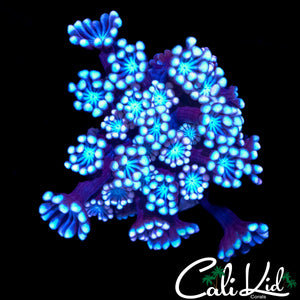 BI COLOR ALVEOPORA