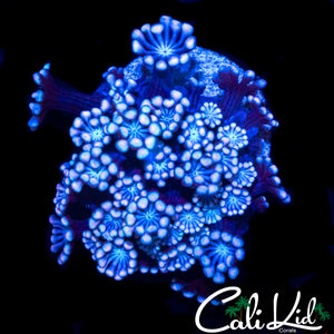 BI COLOR ALVEOPORA